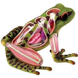 4D Vision Frog Anatomy Model