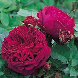 Falstaff English Roses