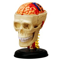 4D Human Anatomy Cranial Nerve Skull Model