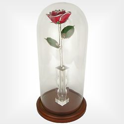 11 Inch Enchanted Silver Trimmed Rose in Glass Dome