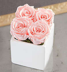 Preserved Pink Roses