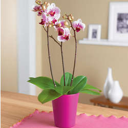 3" Westerlay Orchid Plant