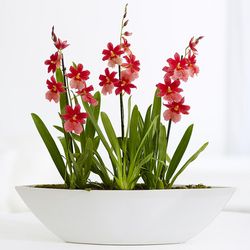Romantic Red Orchids