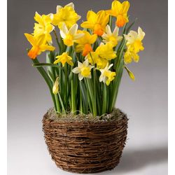 Yellow Narcissus Pre-Planted Flower Bulb Gift Garden