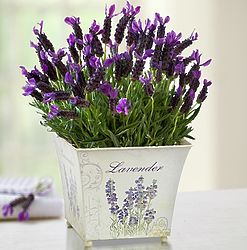 Lovely Large Lavender Plant