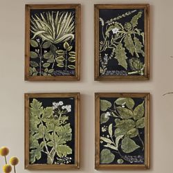 Natural Wonders Botanical Prints in Fir Wood Picture Frames