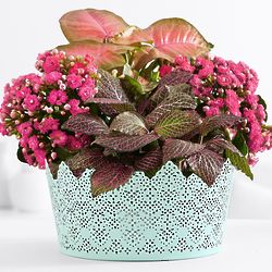 Perfectly Pink Garden with Kalanchoe and Nepthytis