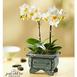 Asian Dance Miniature Orchids