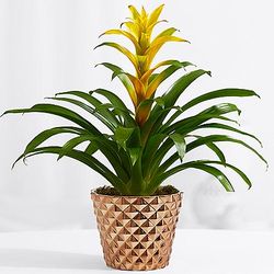 King Pineapple Bromeliad Plant