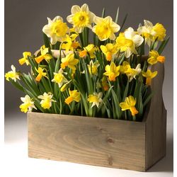 Garden Toolbox Planted with Narcissus Bulbs