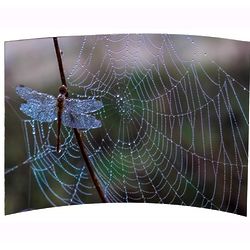 Dragonfly Acrylic 8x10 Curved Photo Panel