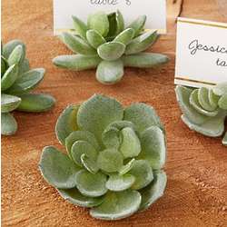 Succulent Place Card Holders