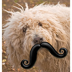 Moustache Dog Disguise