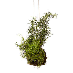 Rosemary and Thyme String Garden