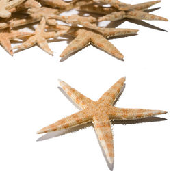 Starfish in Assorted Sizes