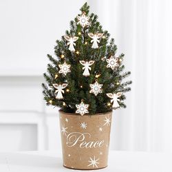 Angels & Snowflakes 1 Gallon Spruce Tree