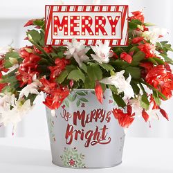 Light Up Merry Marquee Christmas Cactus