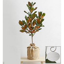 Magnolia Tree by Real Simple
