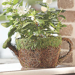 Watering Can Faux Moss Planter