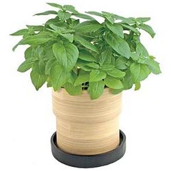 Basil Bamboo Herb Kit