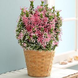 Potted Pink Heather Plant