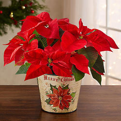 Large Holiday Traditions Poinsettia