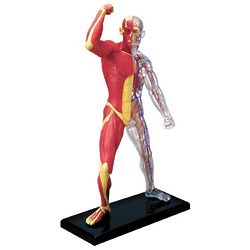 4D Human Anatomy Muscle & Skeleton Model