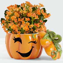 Orange Kalanchoe Plant in Trick-or-treat Halloween Pumpkin