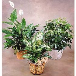 Individual Green Plant Gift