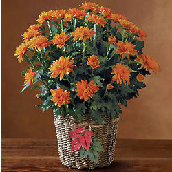 Harvest Chrysanthemum in Seagrass Basket