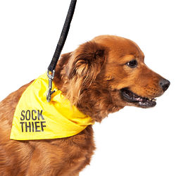 Sock Thief Dog Bandana