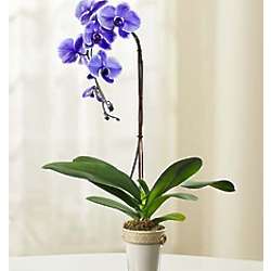 Lovely Lavender Orchid