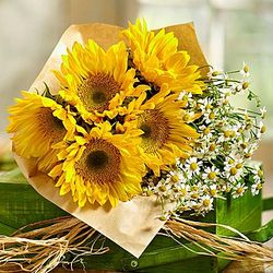 15 Fresh Cut Sunflower and Matricaria Stems