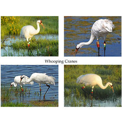 Whooping Cranes Photo Note Cards