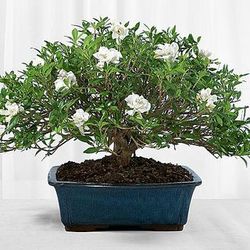 Deluxe Fragrant Gardenia Bonsai