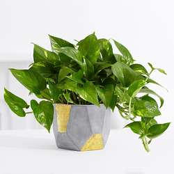 Golden Pothos Tabletop Plant in Geometric Clay Planter