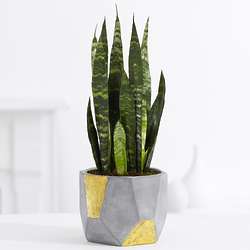 Snake Plant in Grey & Gold Geometric Clay Planter