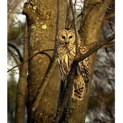 Brinkland Owl Photographic Print