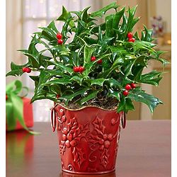 Vintage Holly Plant