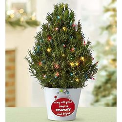 Rosemary and Bright Christmas Tree