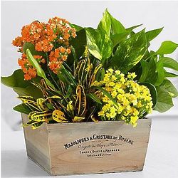 Autumn Garden with 4 Plants in French Wood Trug