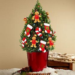 Gingerbread Workshop European Cypress Christmas tree
