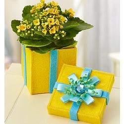 Birthday Surprise Mini Yellow Kalanchoe Plant