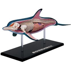 4D Vision Dolphin Anatomy 10" Model