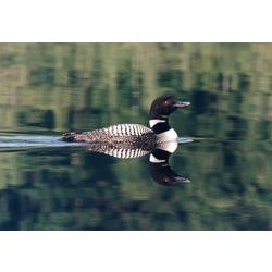 Solitary Loon Photograph