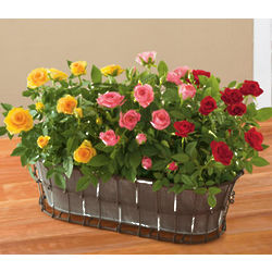 Mother's Day Mini Potted Rose Garden