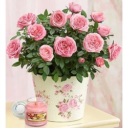 Large Classic Budding Rose Plant with Yankee Candle
