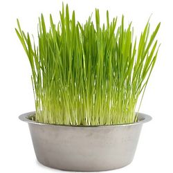 Dog Grass in Pet Bowl