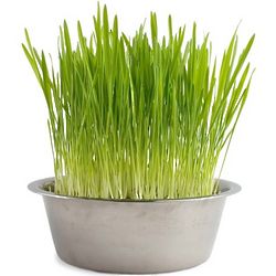 Cat Grass in Pet Bowl