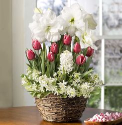 White Amaryllis Bulb Garden with Tulips